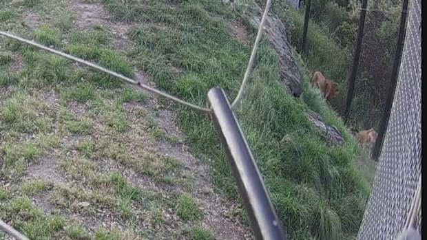 The CCTV shows the lions investigating the fence before squeezing under it.