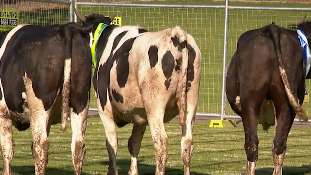 'Once the tail moves, we'll be right': $10k cow poo for Sydney charity ...