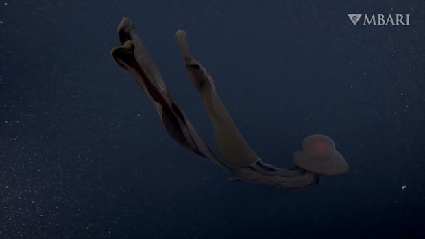 Phantom jellyfish