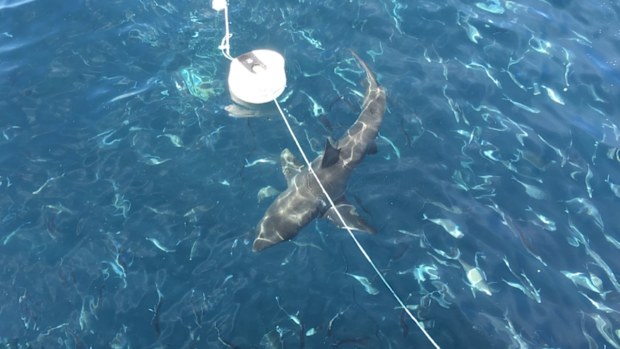 White shark behaviour was affected by both versions of the device but the sharks had to come within metres first. 