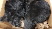 A taxidermy bear found inside a box and discovered by the Department of Agriculture, Water and the Environment Inspections Group.