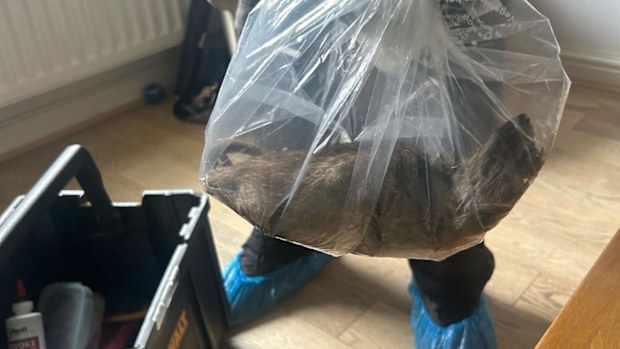 A massive rat measuring almost 56cm from snout to tail was caught in a UK home.