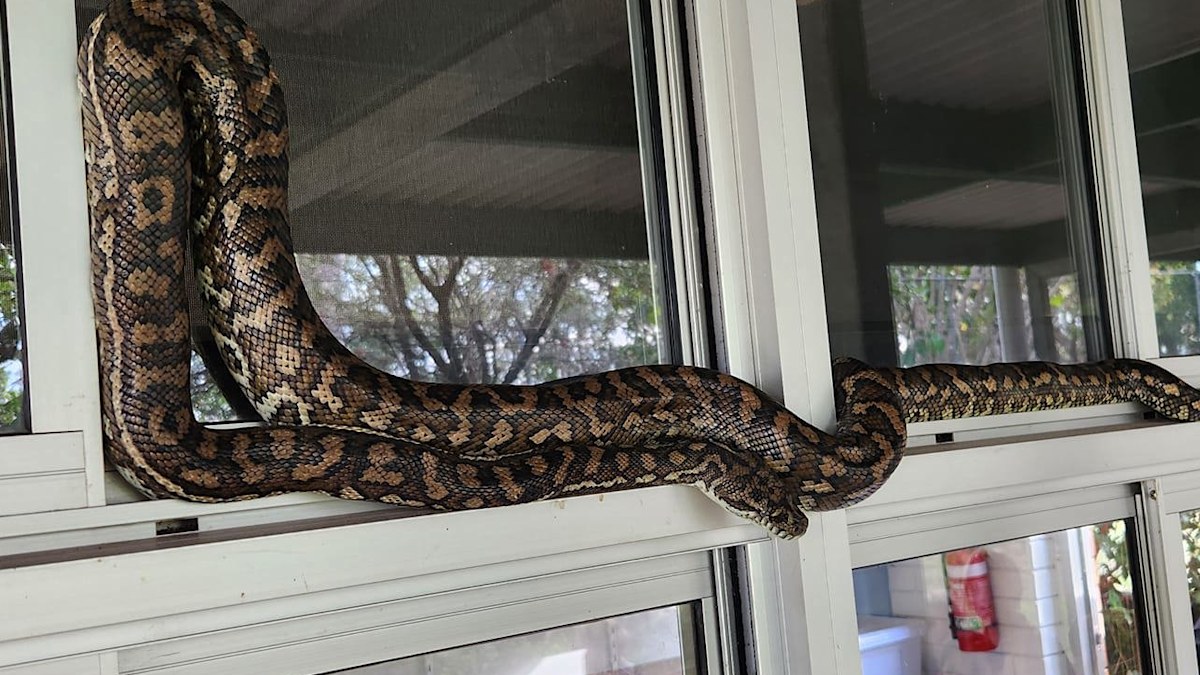 Snake Catcher Dan: School calls in snake catcher to deal with classroom ...