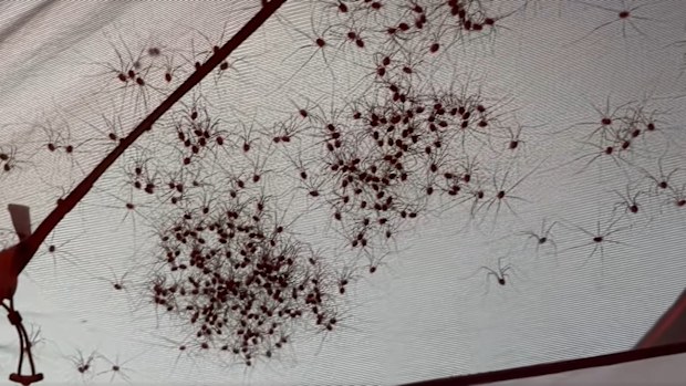Spiders found in camper's tent