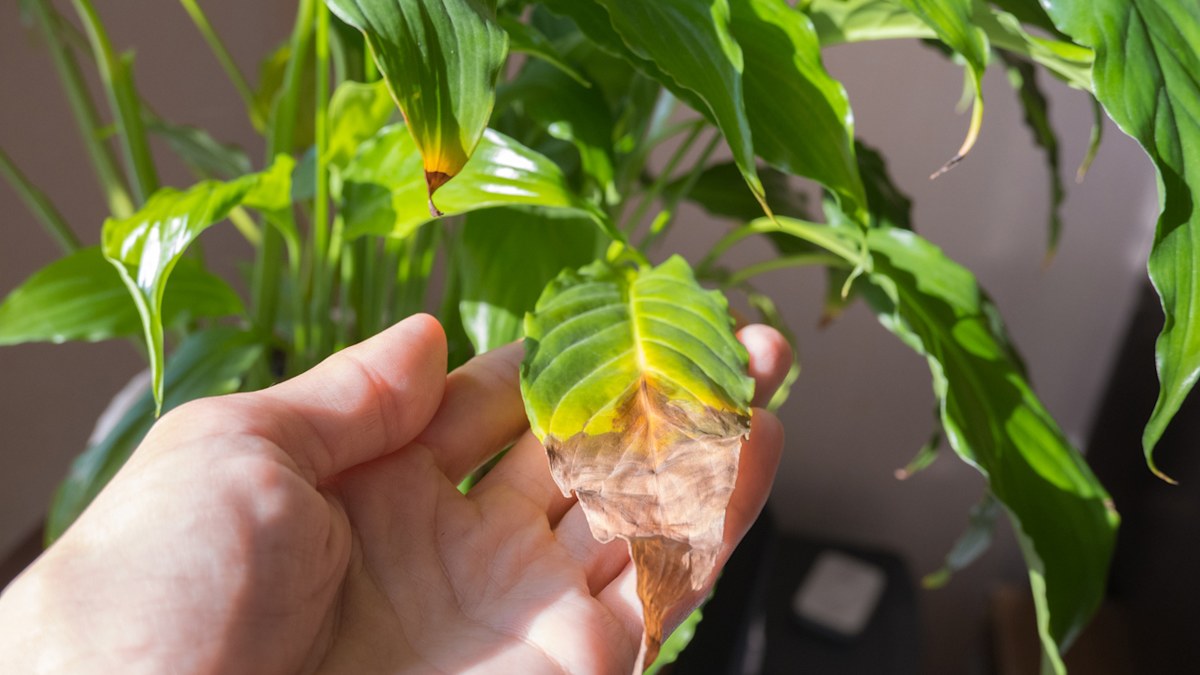 Indoor plant tips: Common peace lily problem expert says can be solved by  doing one thing every two years | Nine.com.au