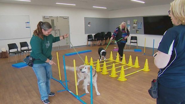 Dog dementia