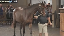 "Lot 391", foaled by Winx, is paraded at auction.