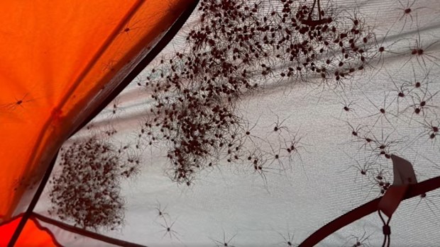 Spiders found in camper's tent