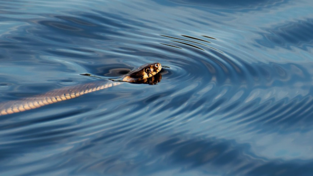 NSW SES Far West Command unit has issued a warning about snakes and floodwater after receiving reports of children jumping of a wharf into a flooded river. 