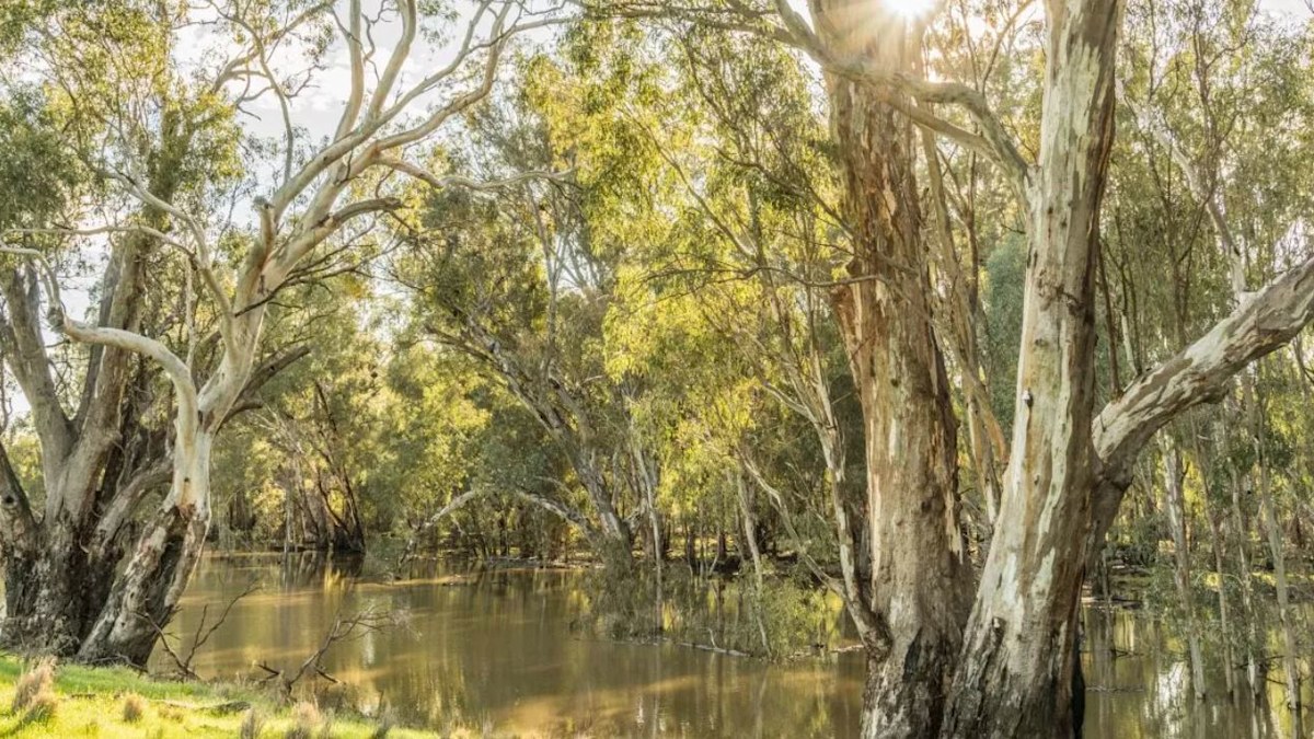 Murrumbidgee River: Body found in NSW river during search for missing ...