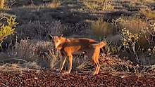 A young girl and her mother are the latest in a string of campers to be attacked by dingoes at a popular campsite in Western Australia's second largest national park.