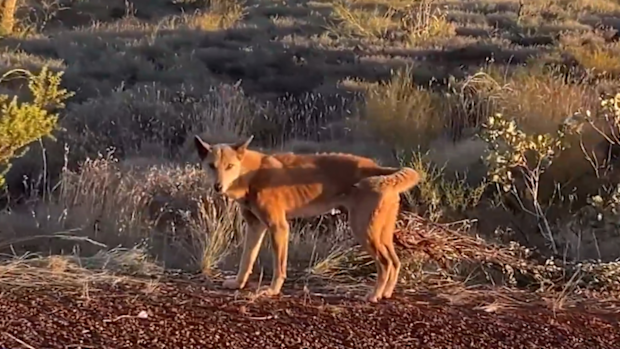 WA dingoes: Karijini National Park dingo attacks young girl and mother ...
