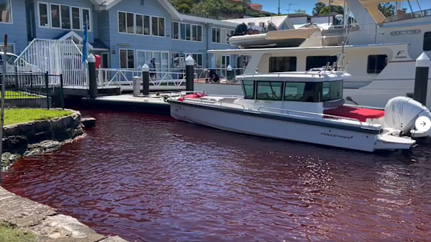 A bay of water that runs into Sydney Habour has mysteriously turned red this morning. Locals discovered Careening Cove, beside Milson Park at Kirribilli, had changed colour. 