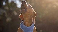 Dachshund dog playing at the park