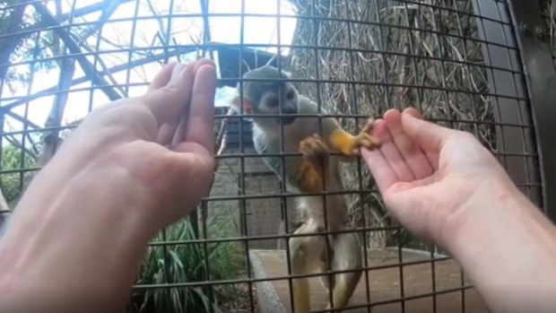Monkeys with human-like hands fall are more likely to fall for a simple magic trick than primates without opposable thumbs.