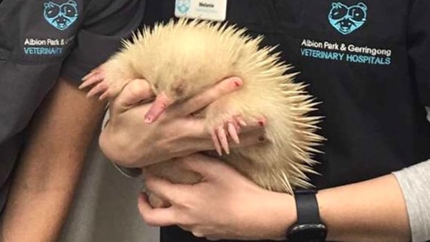  Vet Cindy Jarrett and vet nurse Melanie Puggioni with rare albino echidna 'Mr Spike' before being placed into WIRES care 