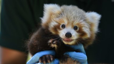 Cute Cub Perth Zoo S Baby Red Panda Gets Clean Bill Of
