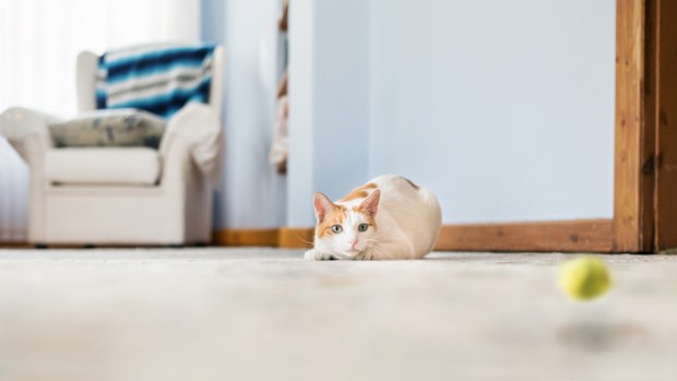 Shot of a cute little cat on floor about to run after a crochet catnip mouse at home