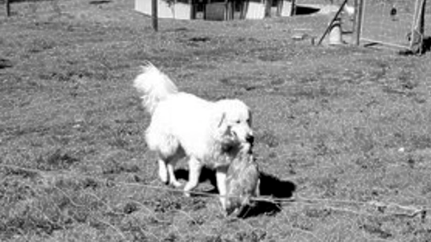 A now deleted review said 'a dog grabbed, chased and bit chickens in front of the kids. Awful experience.' 