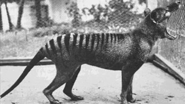 Thylacine