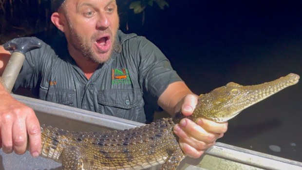 The young croc has been taken to the Australian Reptile Park, where it is being checked and cared for by a vet team.