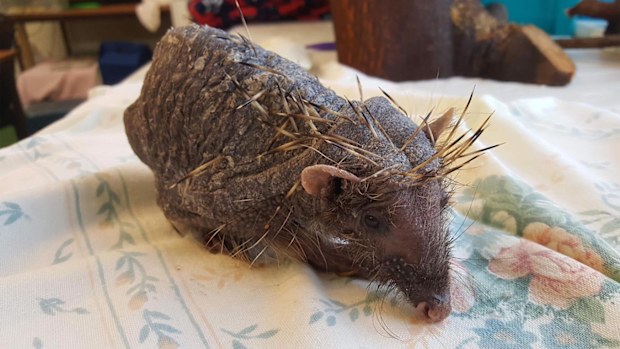 Bear the hedgehog was found spineless in England’s west, by a member of the public, who initially was not quite sure what type of animal he was.