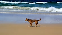 FILE IMAGE - a three-year-old girl was also bitten on the back of the leg by a dingo on the island last Saturday. 