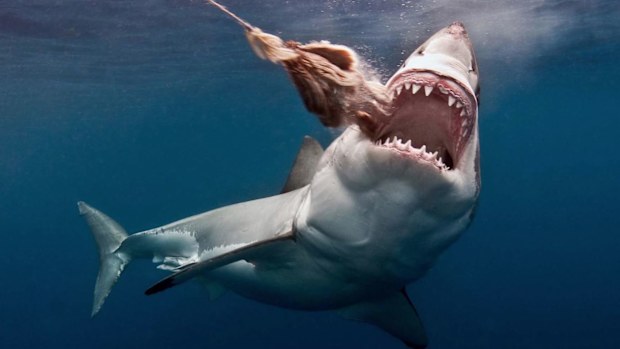 A second shark deterrent device has been added to WA's subsidy program. (AAP)