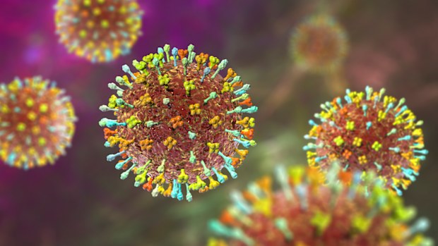 A 3D illustration of Hendra virus, a bat-borne virus associated with a highly fatal infection in horses and humans.
