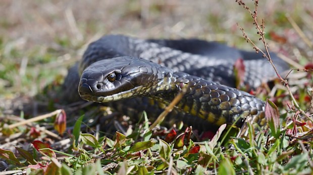 Queensland man Shane Black said the largest tiger snake he saw on the island was 1.8 metres. The reptiles are said to reach lengths of 2.4 metres.