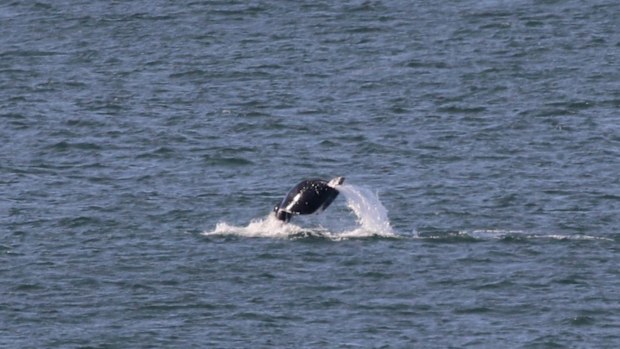 Pirotta said the curved tail does not appear to impact the whale's ability to migrate. 