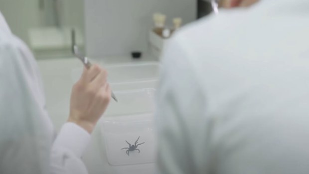 Funnel-web spider used in clinical research for heart attack drug