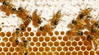 A report from the Rural Industries Research & Development Council, which will soon be published, will show Australian honey is some of the cleanest and purest in the world in terms of chemical contamination, says Dr Shona Blair