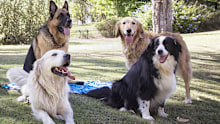 Seven dogs of various breeds in a garden in Australia