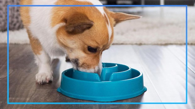 9PR: Major Prime Day savings on pet accessories to treat your good boys and girls