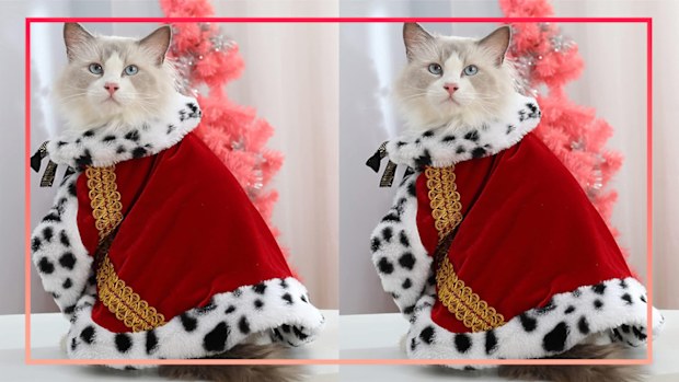 9PR: The purrfect costumes for your cats this Halloween 