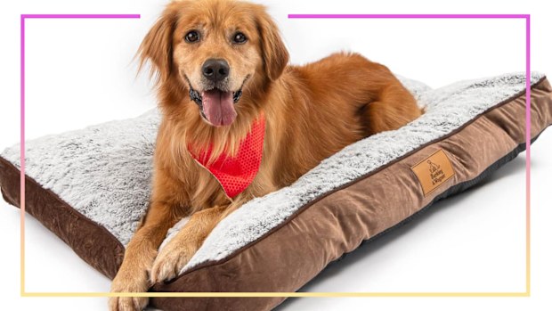 9PR: Dog beds