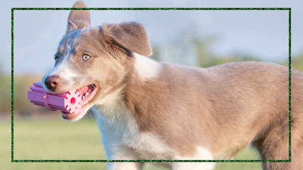 9PR: The best puppy teething toys to chew in their new forever home