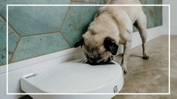 9PR: Automatic pet feeders so stop your fur baby from going hungry.