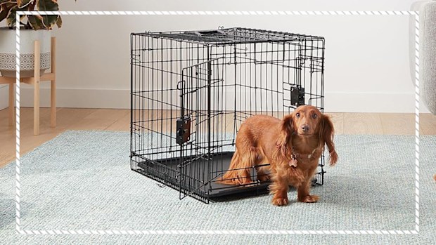 9PR: Amazon basics pets