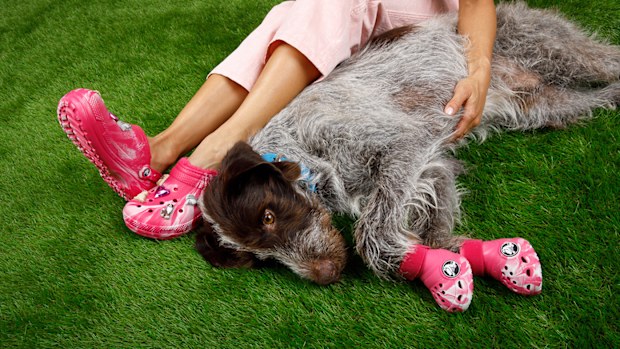 9PR: Dog Crocs
