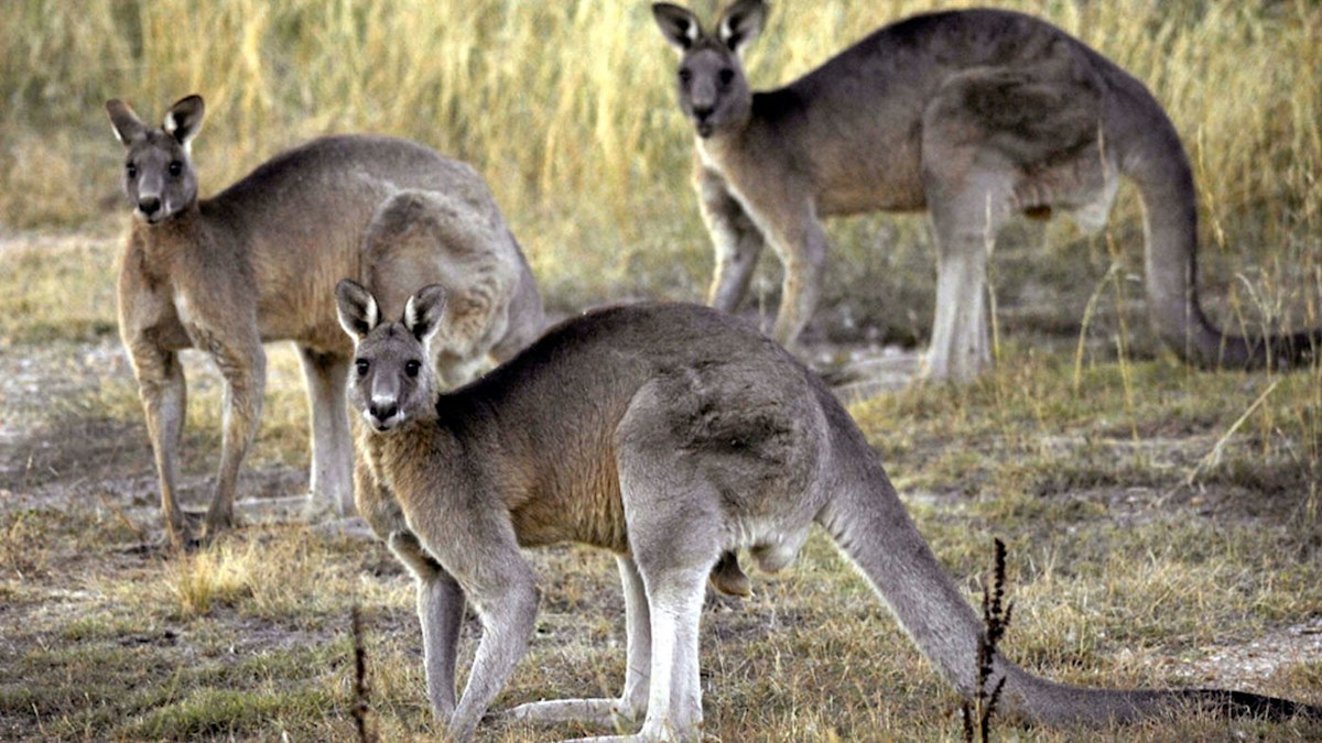 Kangaroo industry slams 'misinformation' over proposed ban by US state ...