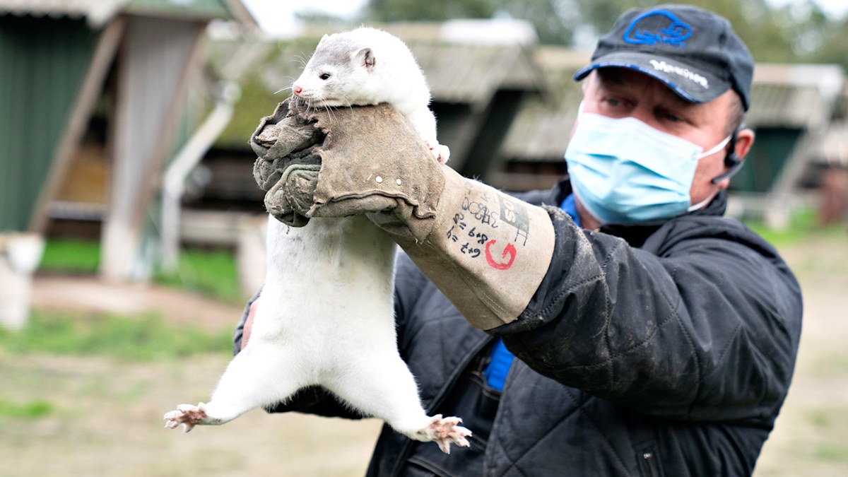 Denmark starts culling 2.5 million minks after coronavirus hits farms
