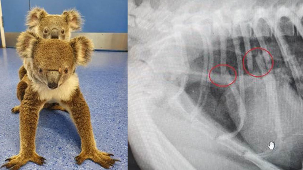RSPCA: Queensland koala survives attack that left her with horrific ...