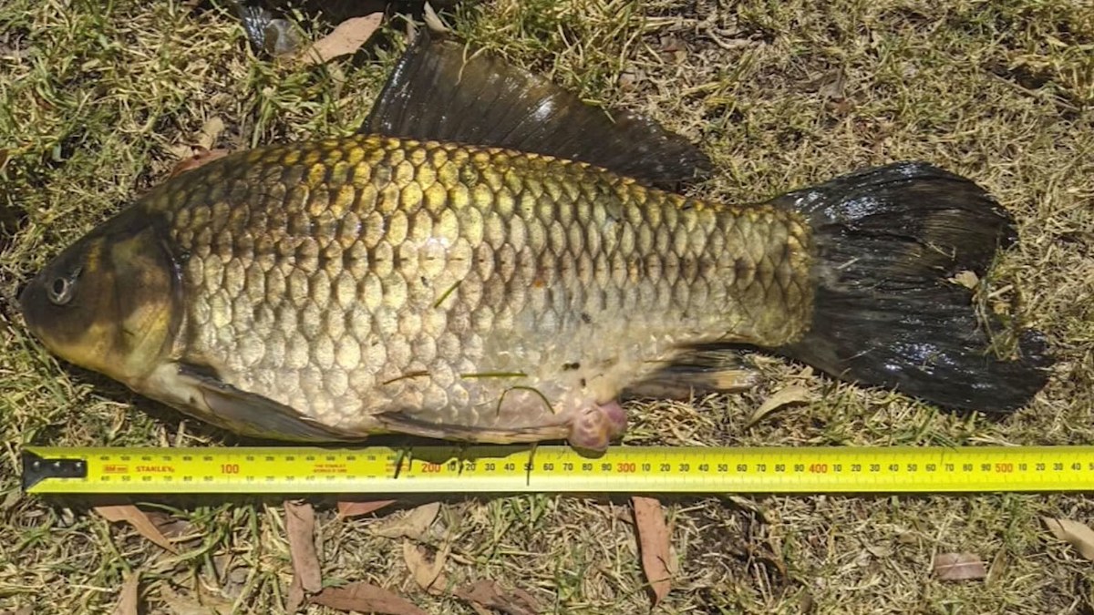 'Monster' goldfish caught in suburban Blue Lake Park in Perth | Nine.com.au