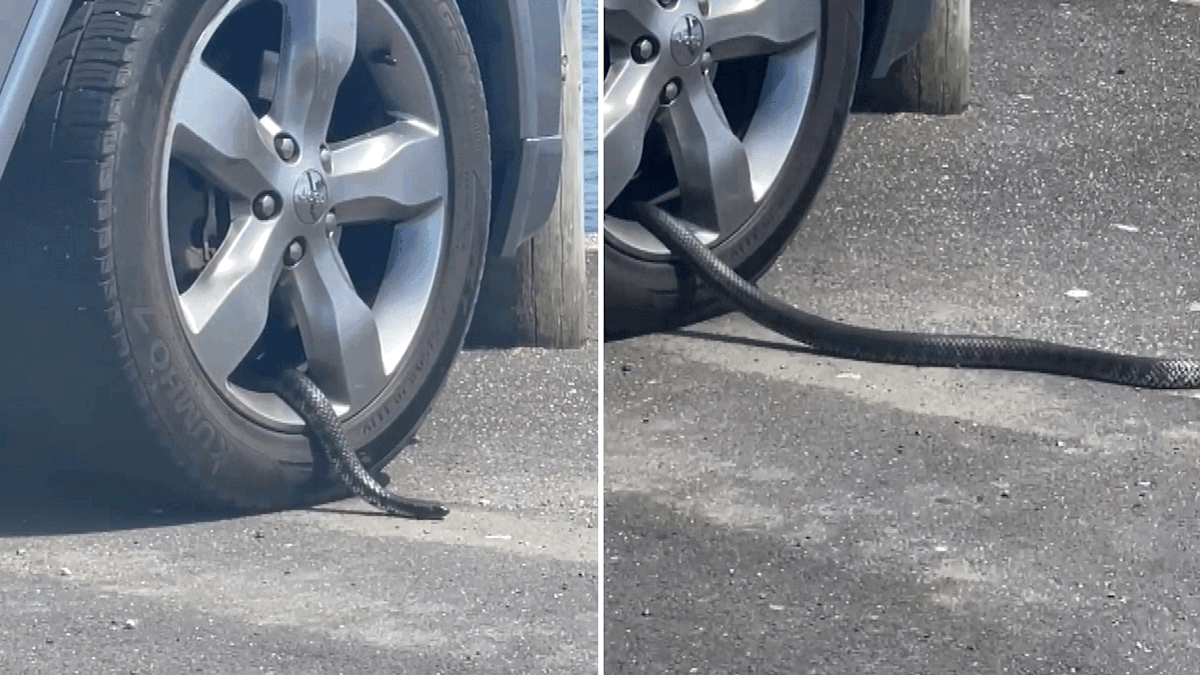 Snake spotted slithering out of Tasmanian car wheel | Nine.com.au
