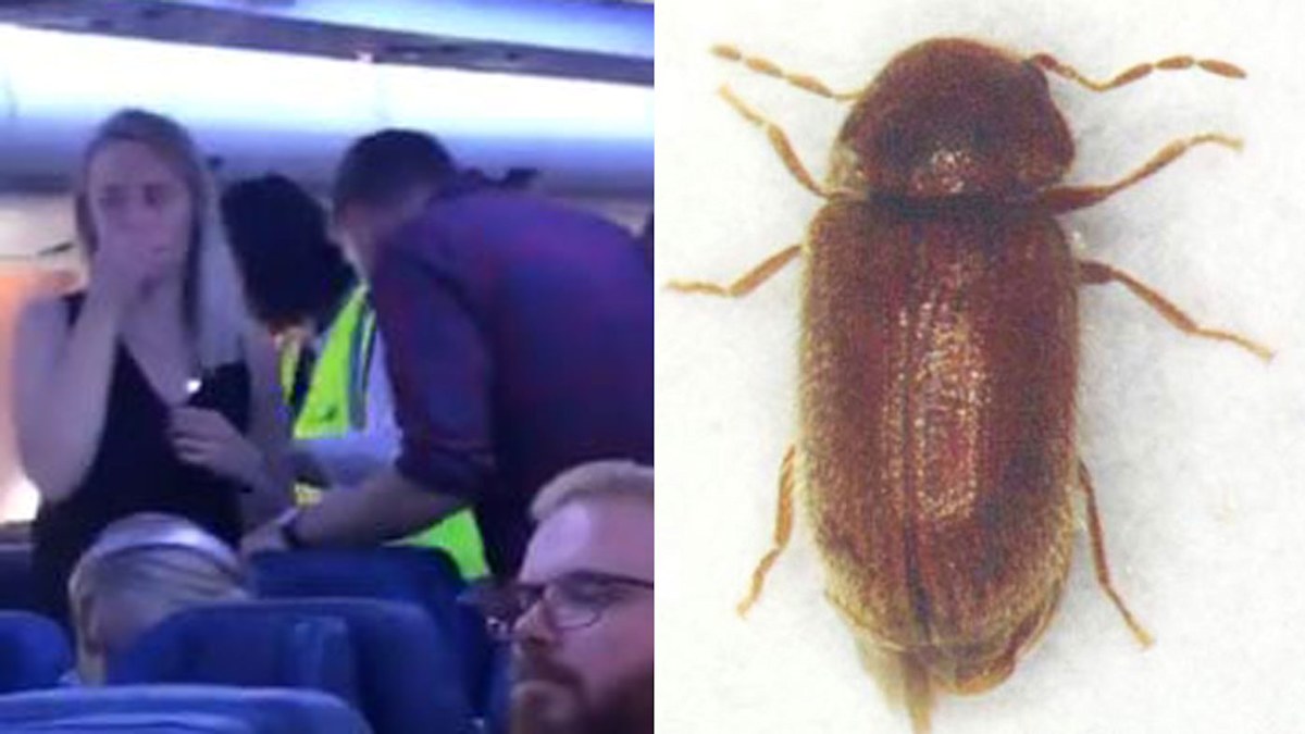 Air Transat flight cancelled after cockroach-like bugs infest plane ...