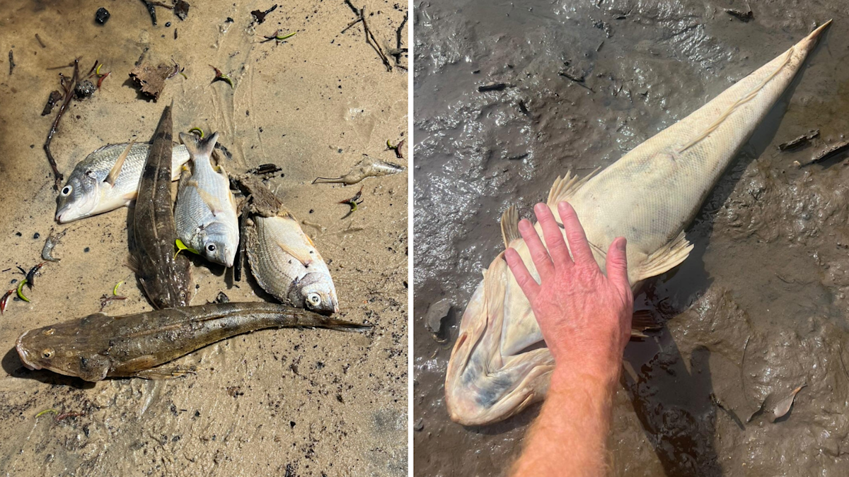 Tropical Cyclone Alfred in pictures: Thousands of NSW fish deaths ...