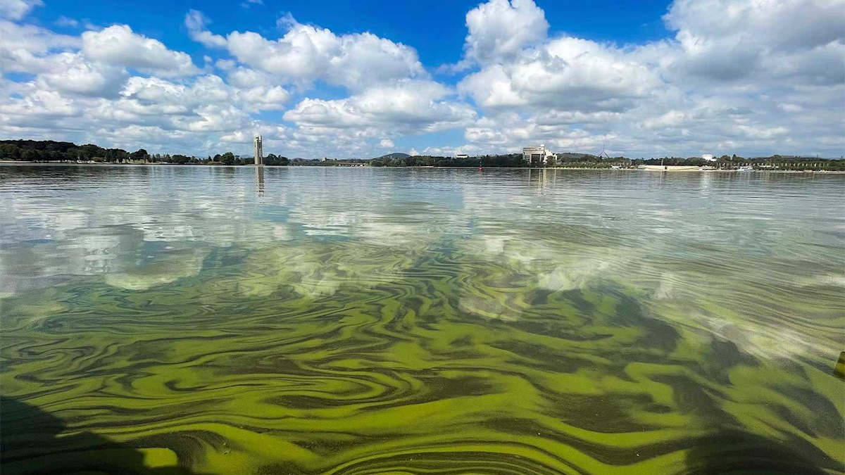 What is blue-green algae? The toxic microbe that thrives in warmer ...