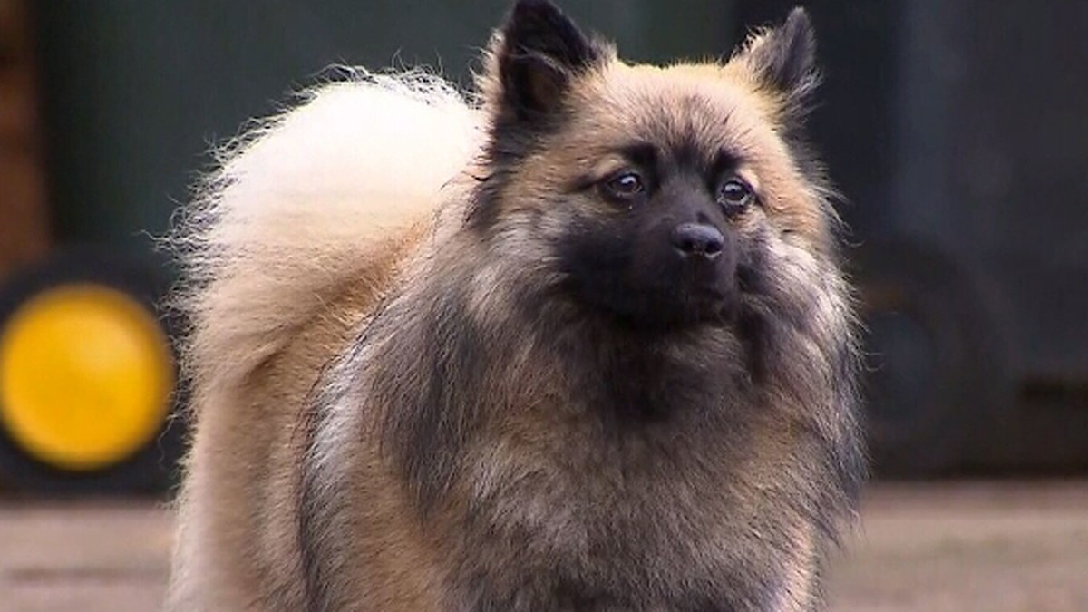 Sydney news; Dog saves owner from house fire in Eagle Vale | Nine.com.au